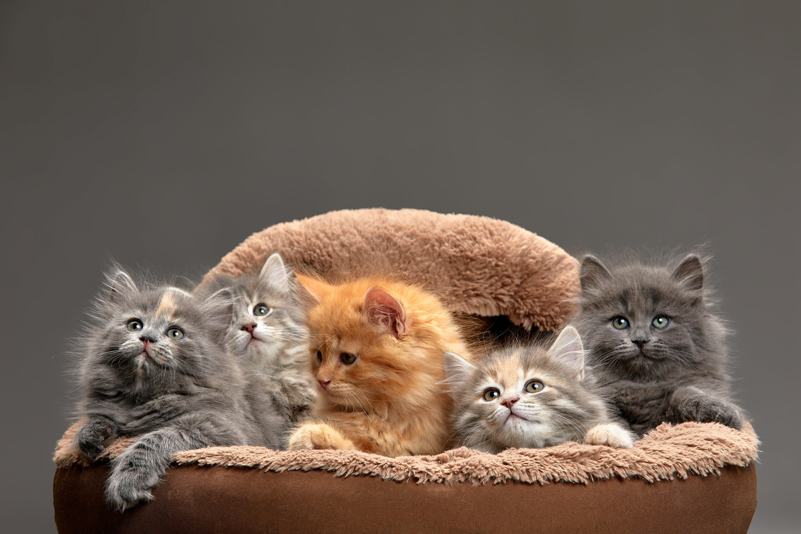 Why Cats Hold a Special Place